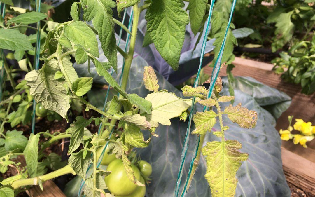 Drip Irrigation in the Greenhouse