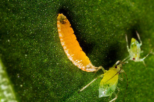 Worldwide, the larval stage of Aphidoletes eat aphids off plants.