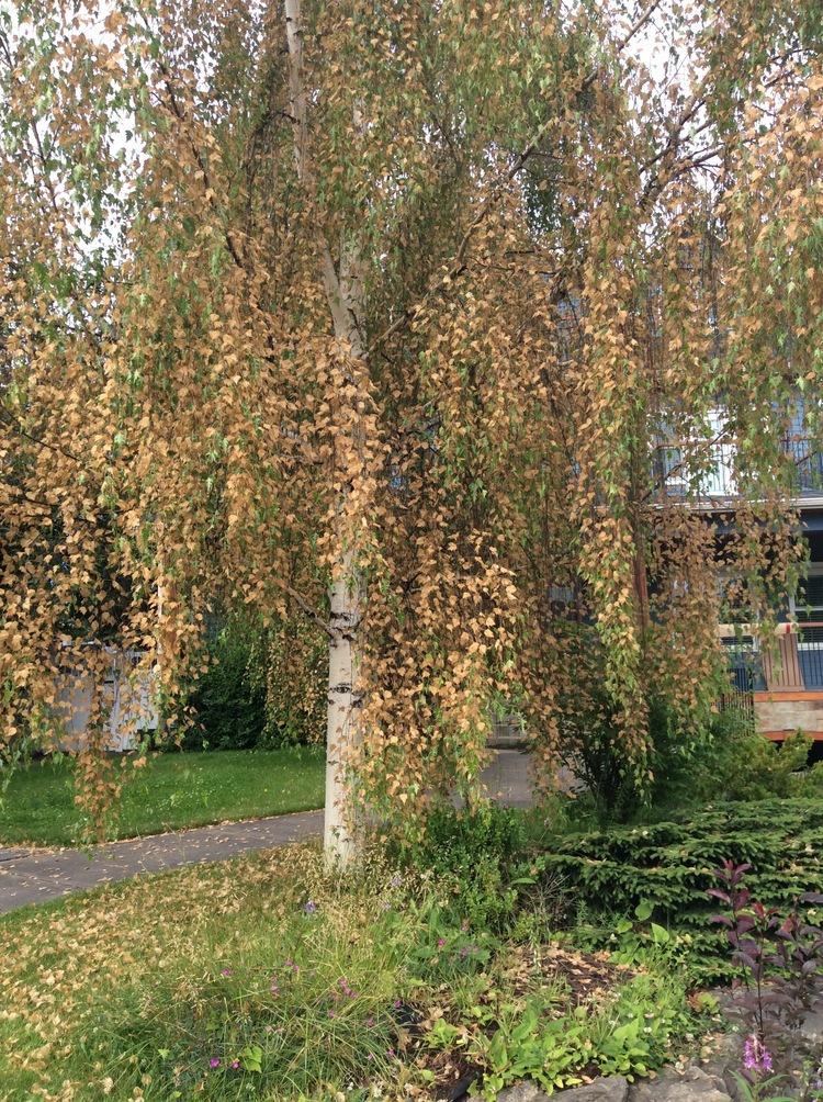 Birch trees are dying from drought this summer.