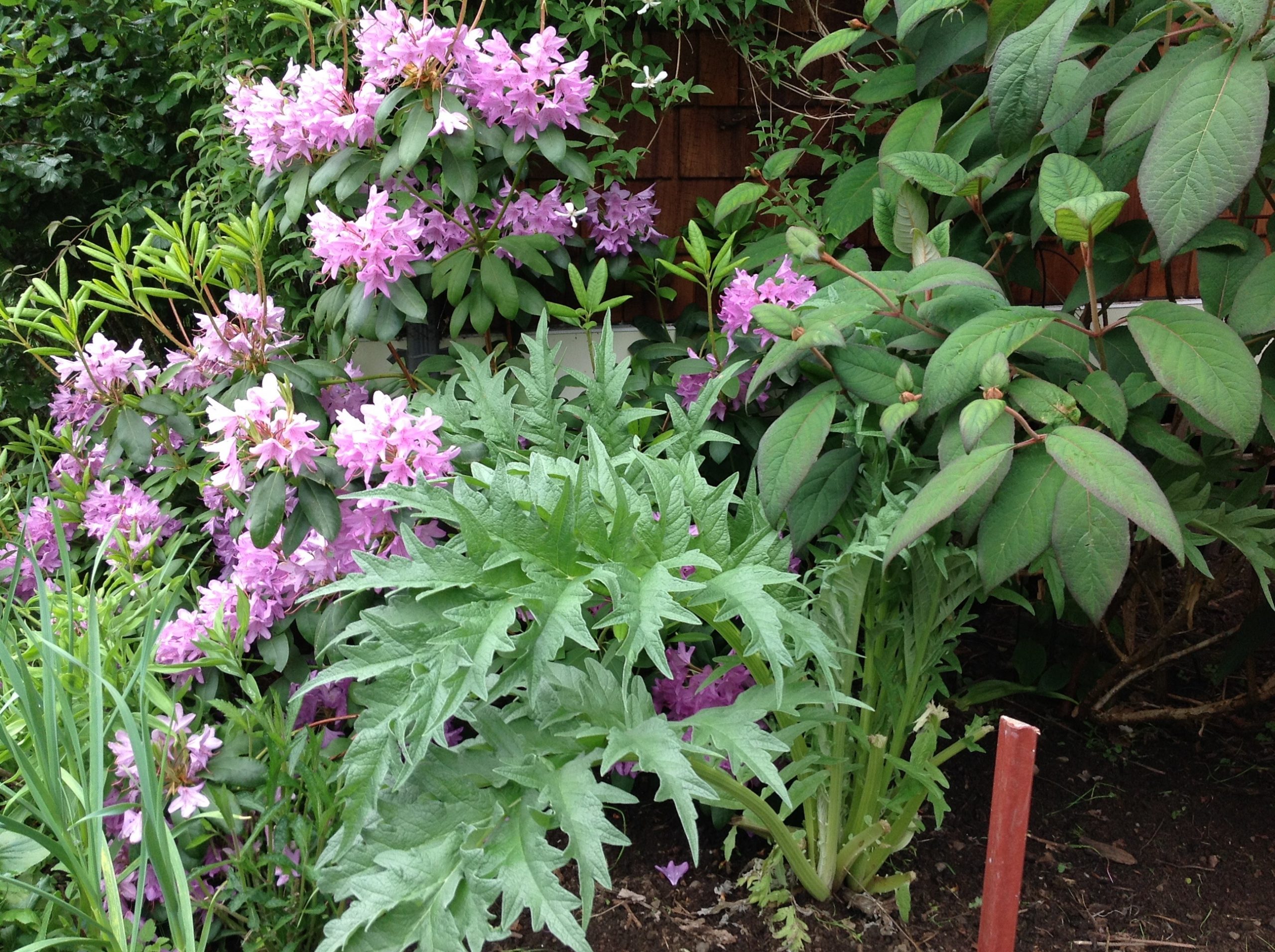 Cardoon has interesting grey leaves (front of image)- is much like artichokes in appearance and it seems to be deer proof