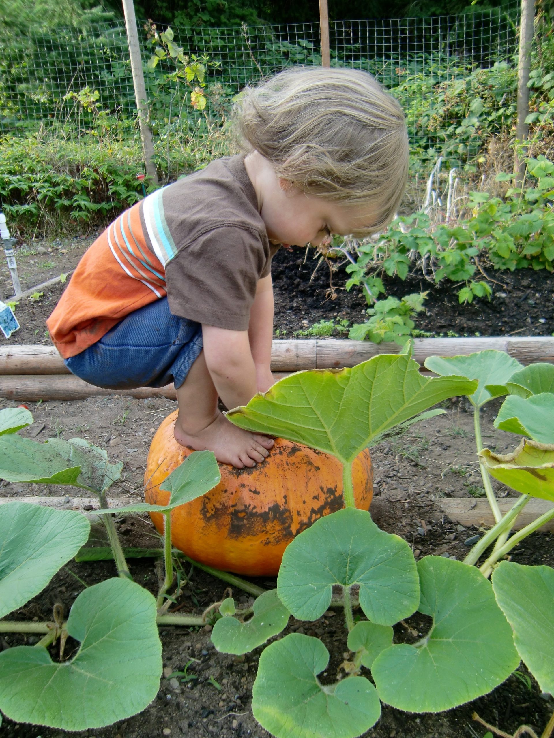 Cohen inspects his first pumpkin patch