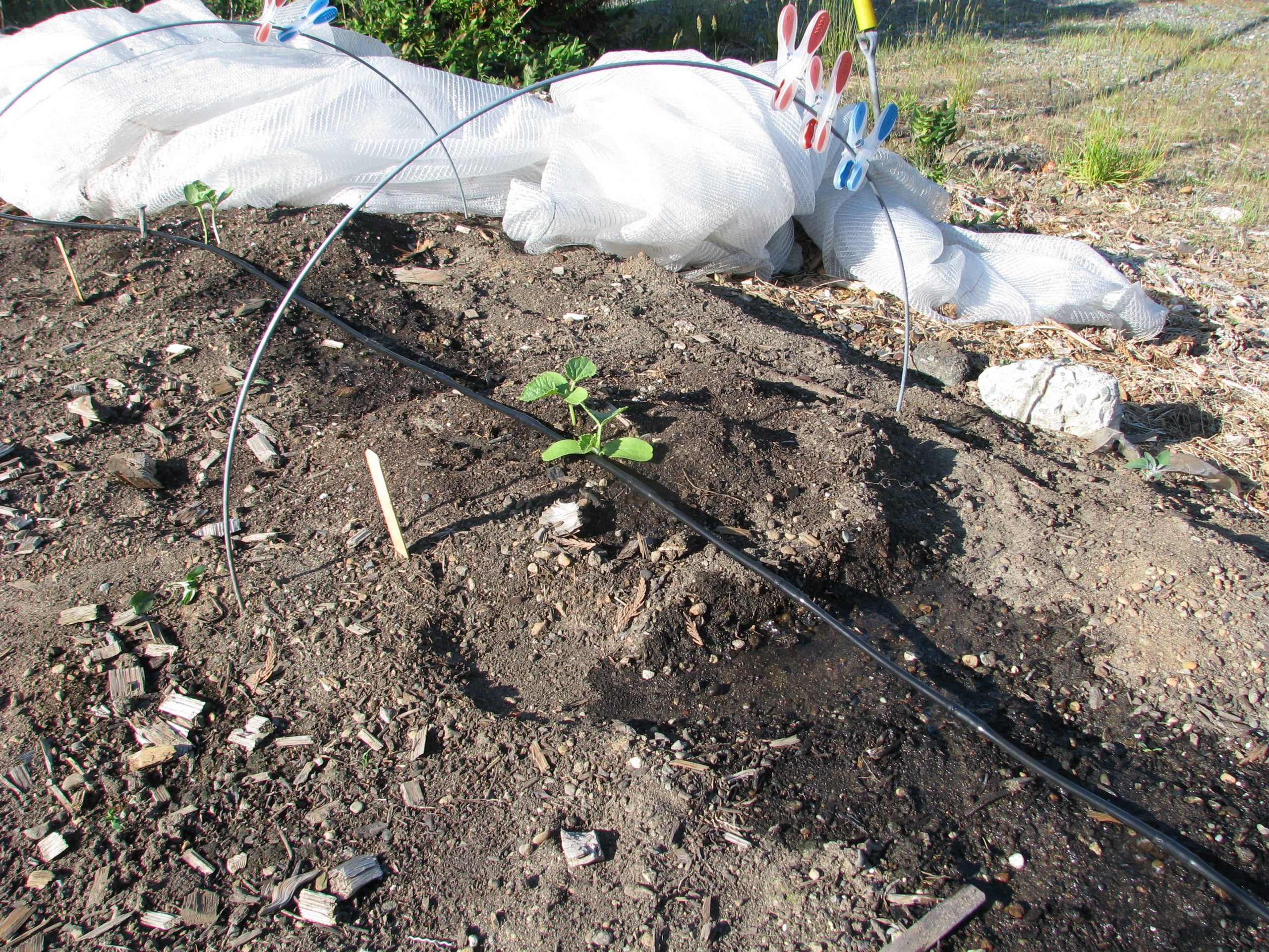 Drip irrigation on squash