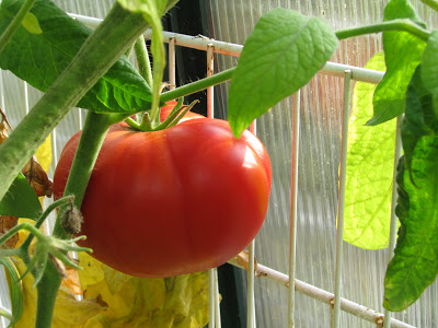 Are Grafted Tomatoes a Franken-Food?