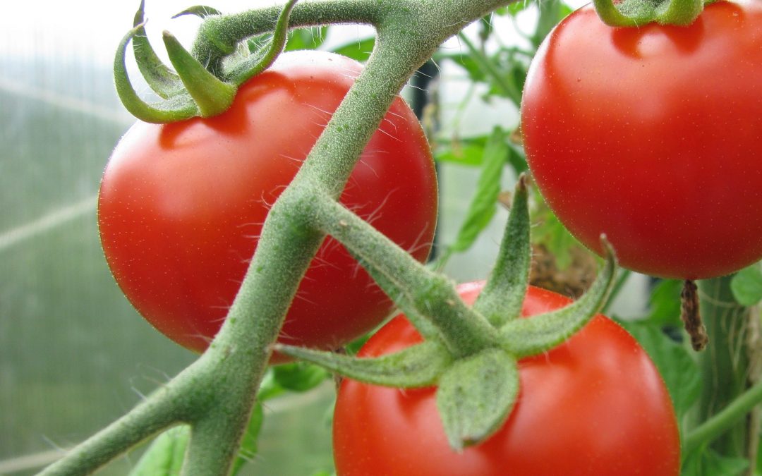 How Much Would You Pay for a Tomato?