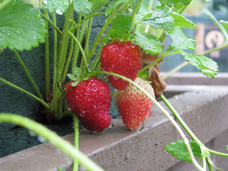 strawberries in Rootpouch