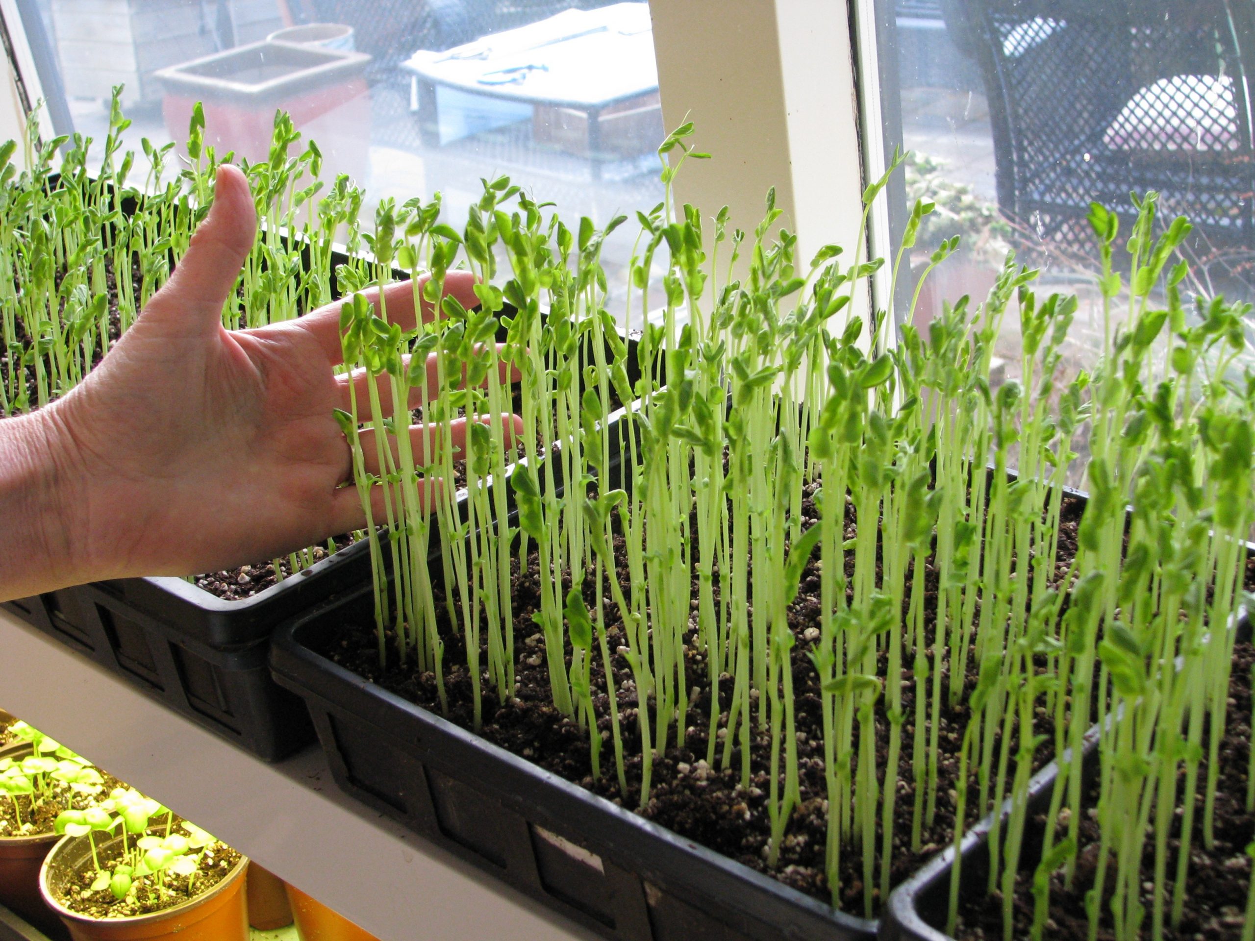 Pea sprouts growing