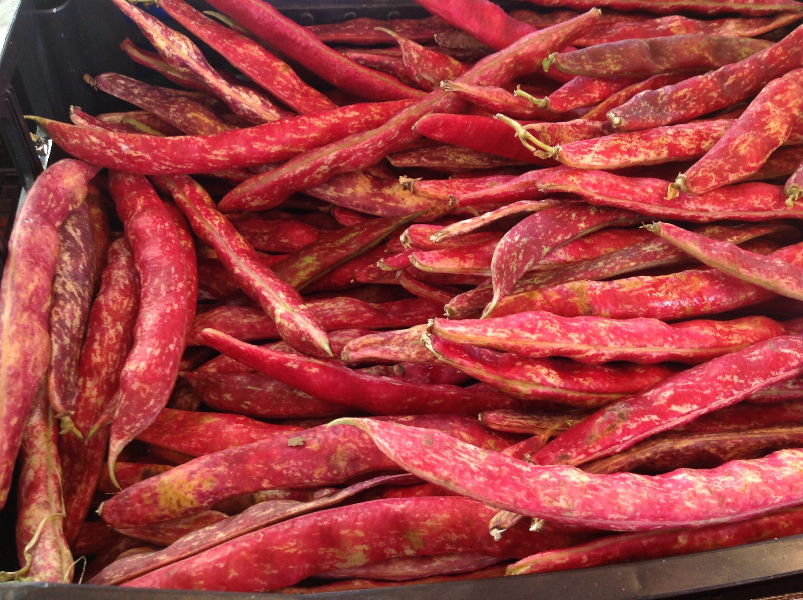 Beans on display at Slow Food 2014 in Italy