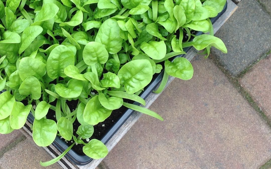 Growing Spinach in the Fall