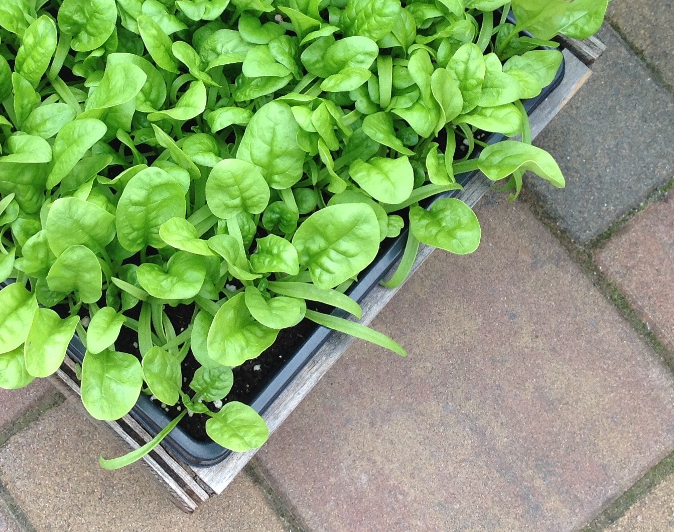 Spinach grown in a container outdoors