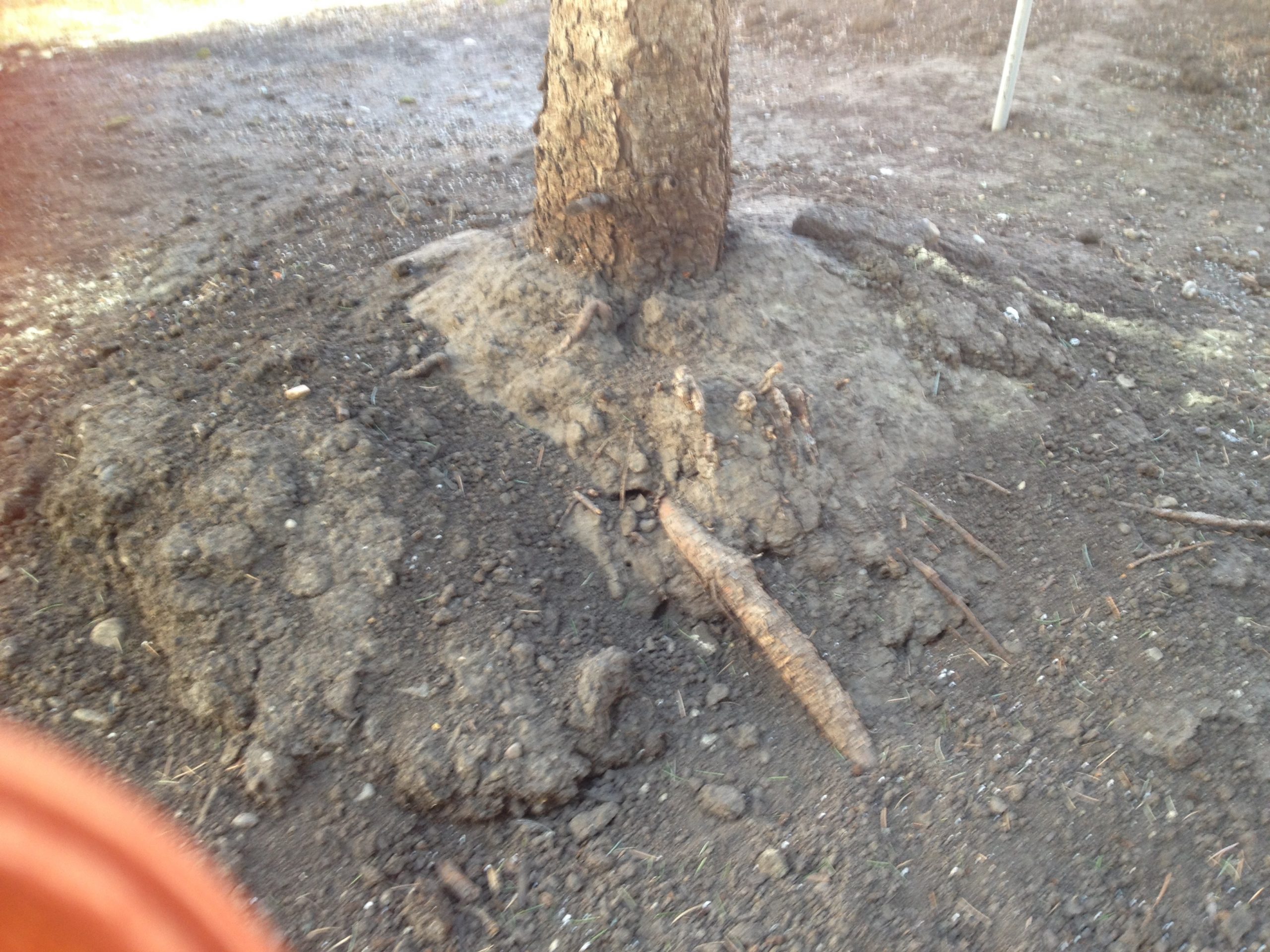 When soil is piled up naturally, or by machine it can cause all kinds of trouble for trees