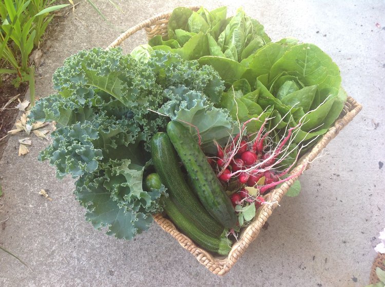 cucumbers, kale, radishes, lettuce, organic in basket