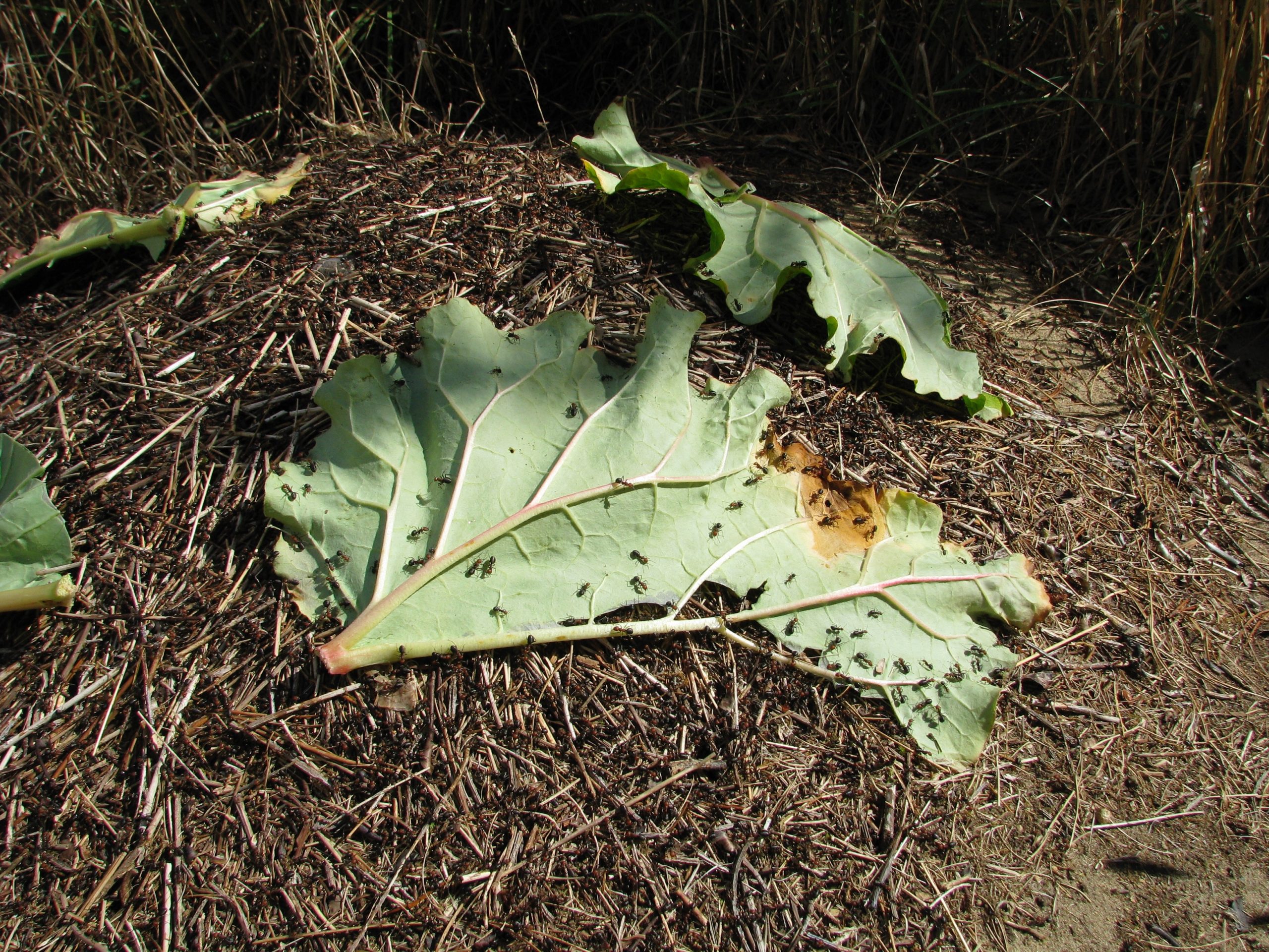 Rhubarb leaves spread over ant hill did not solve the problem!