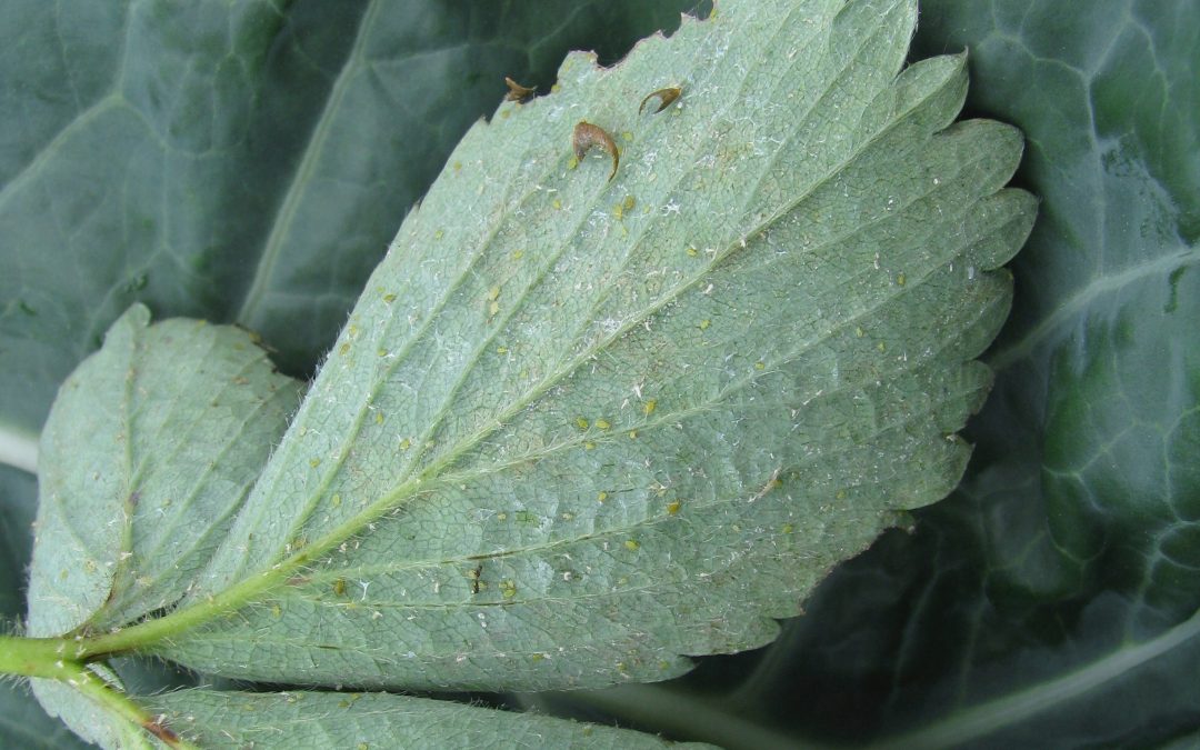 Wardrobe Malfunction: Aphids Attack My Husband’s Sweater