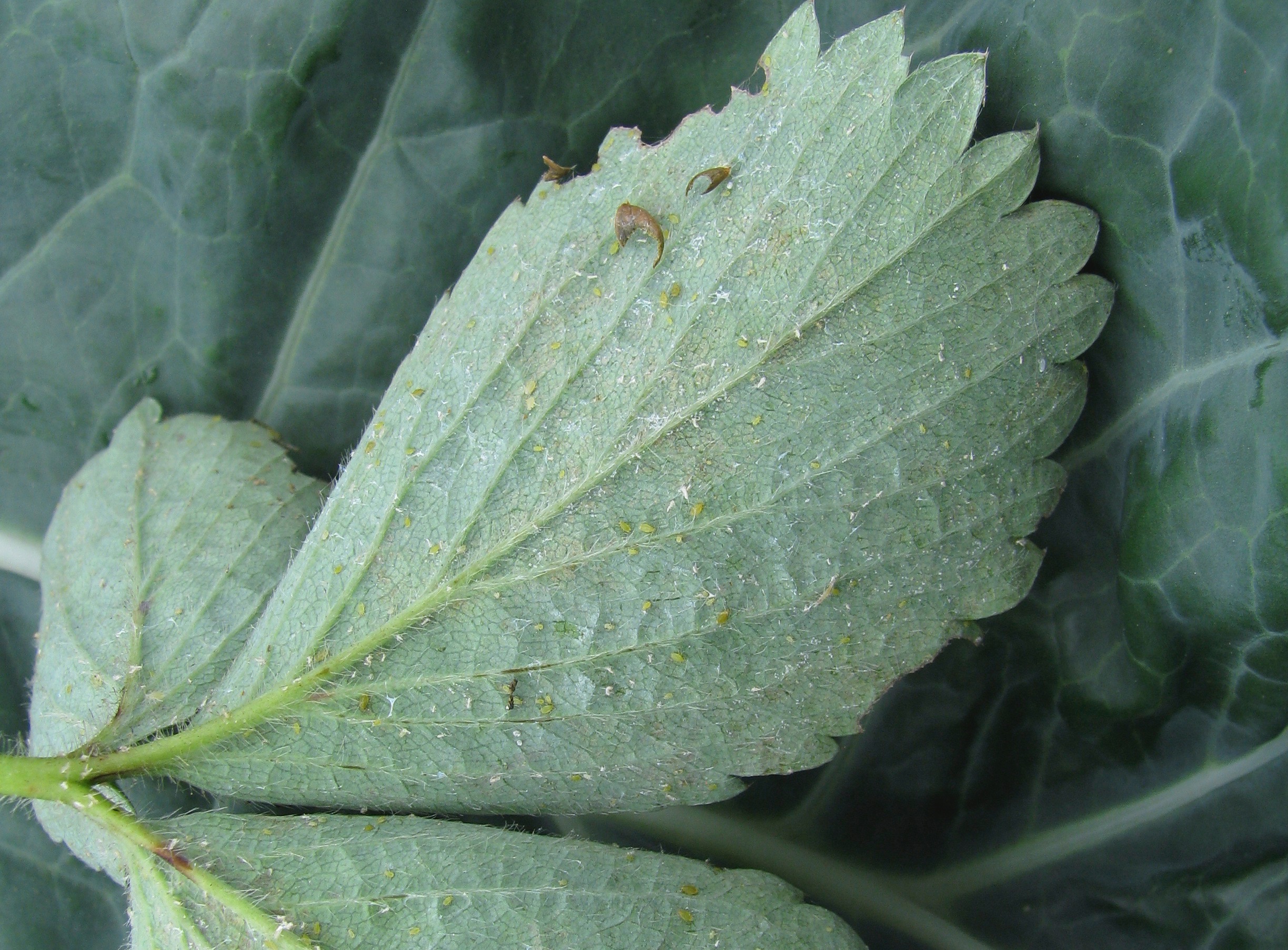 Strawberry leaf with aphids on the underside