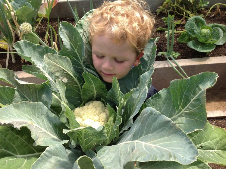 Caul Amity In The Garden Big Bust With Cauliflower Donna Balzer