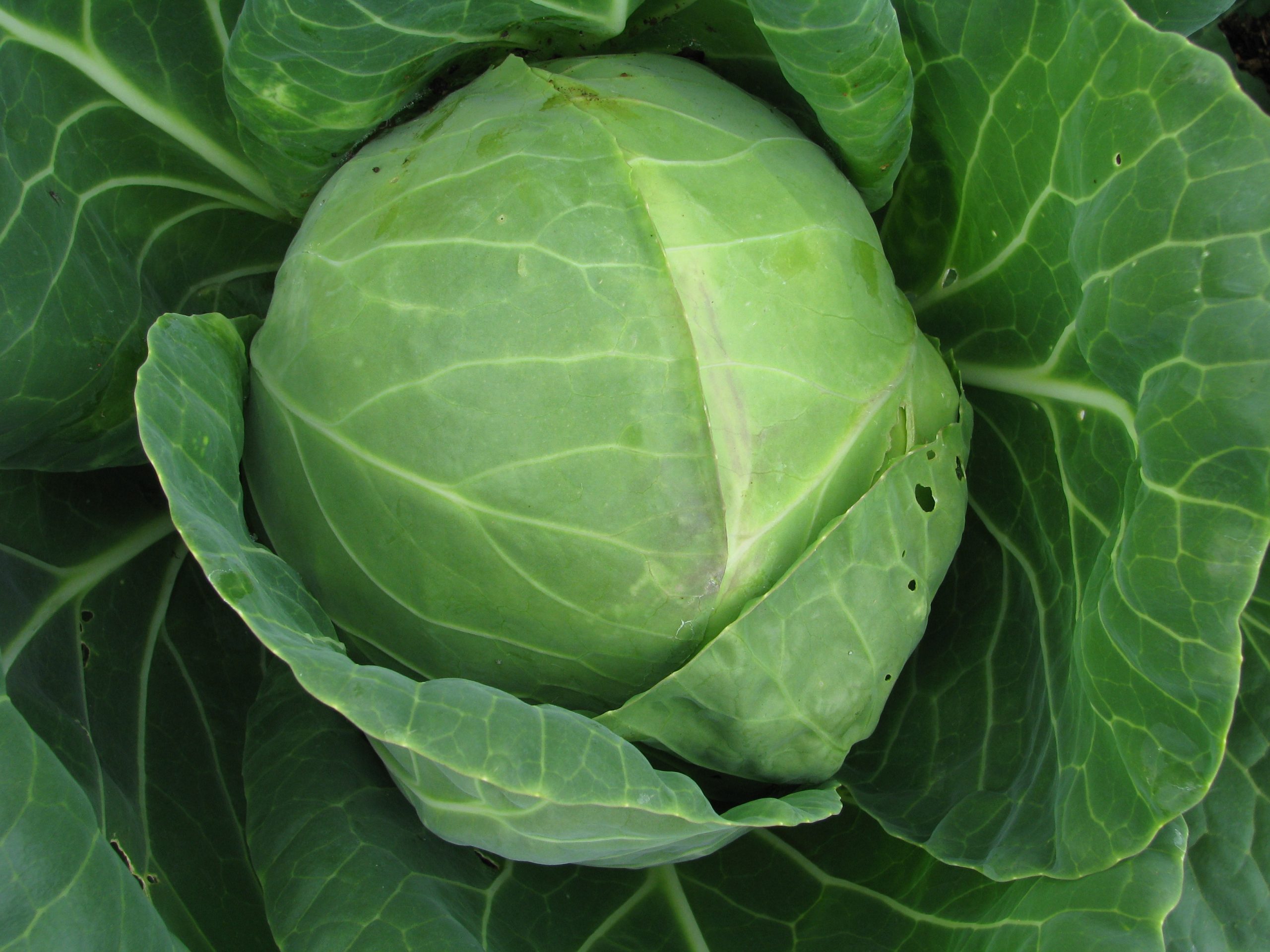 early Cabbage Tiara