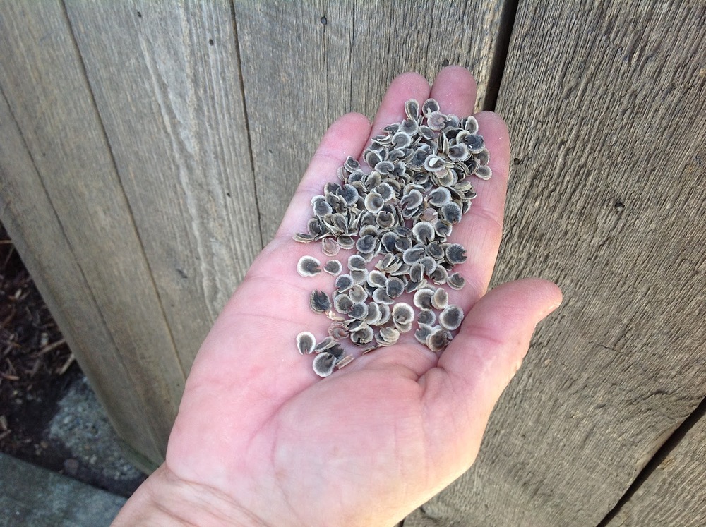 hollyhock seeds