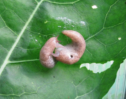slug sex on a broccoli leaf