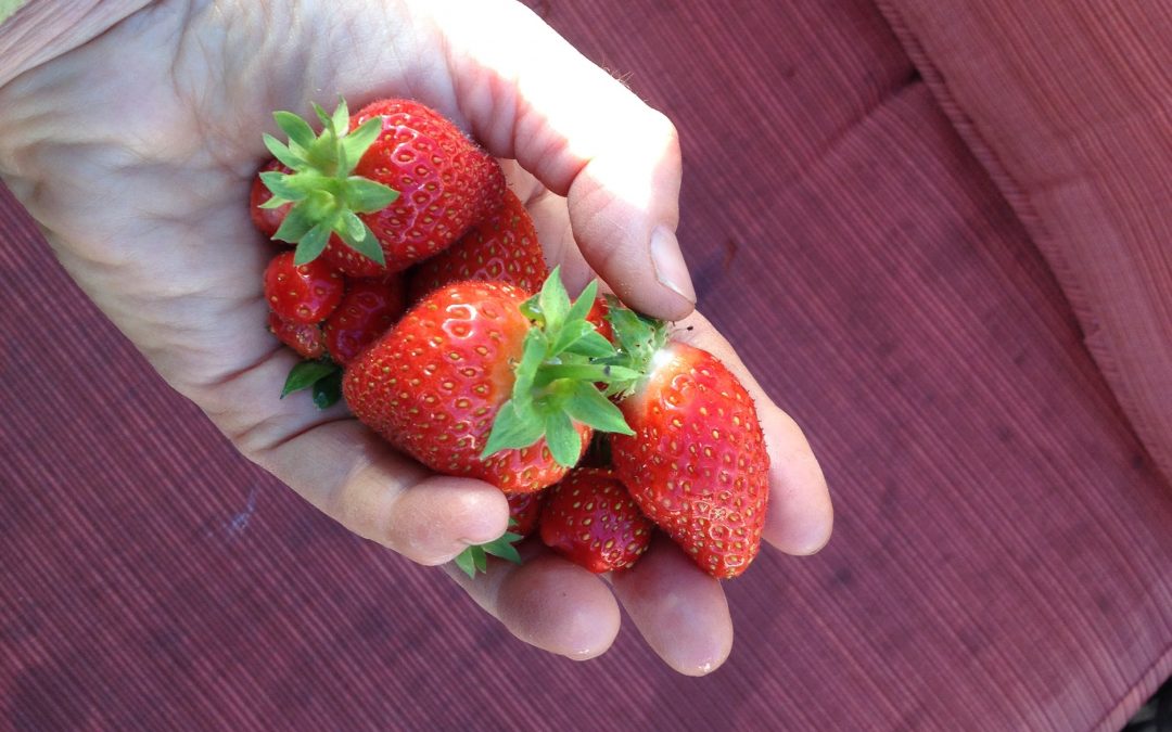 Want to Grow Your Own Strawberries?