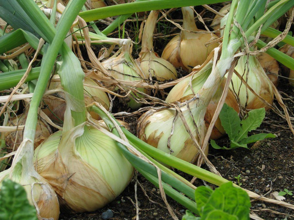 How to plant onion sets in open ground How to plant onion sets in open ground