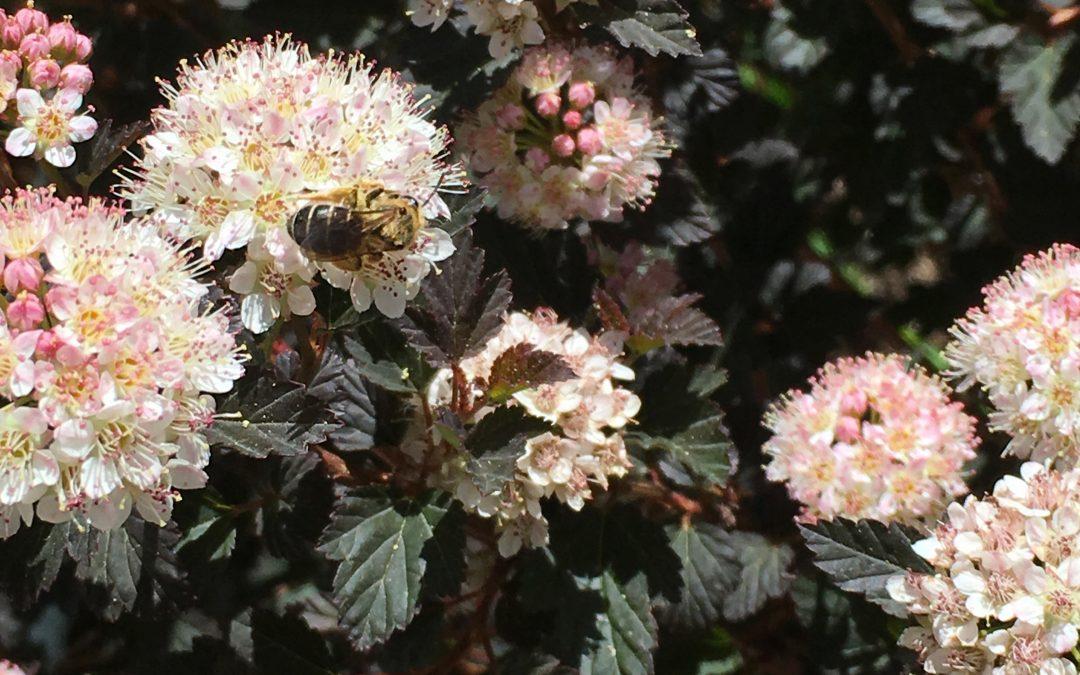 Shrubs With Blooms: Attract Pollinators