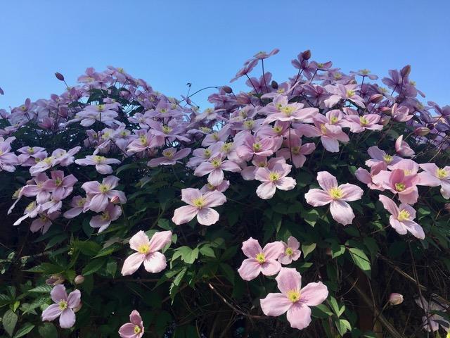 A Few Quick Notes on Clematis