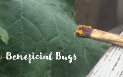 Watch: How to Attract Beneficial Bugs