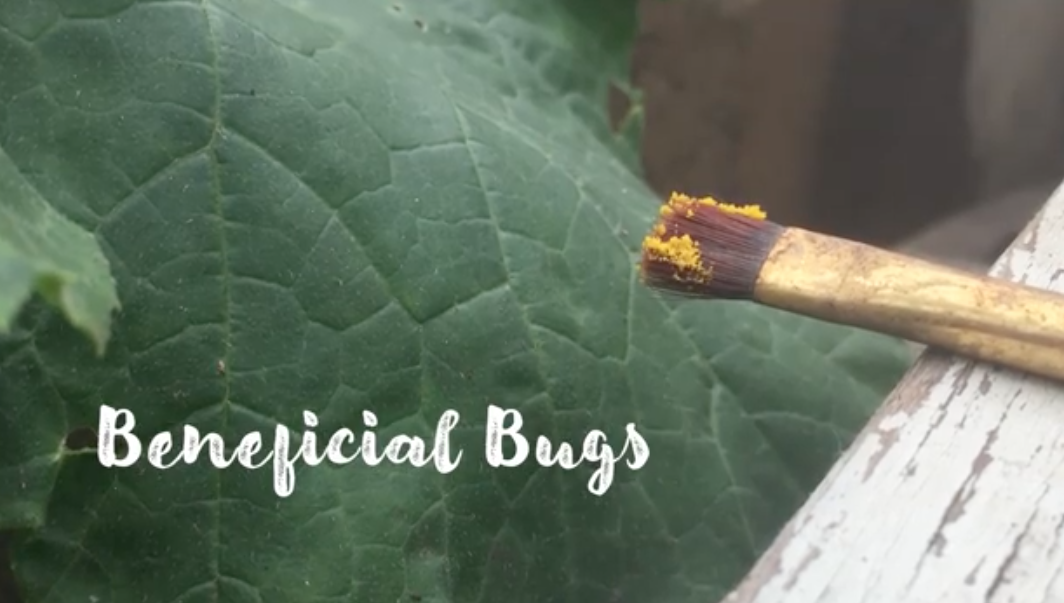 Watch: How to Attract Beneficial Bugs
