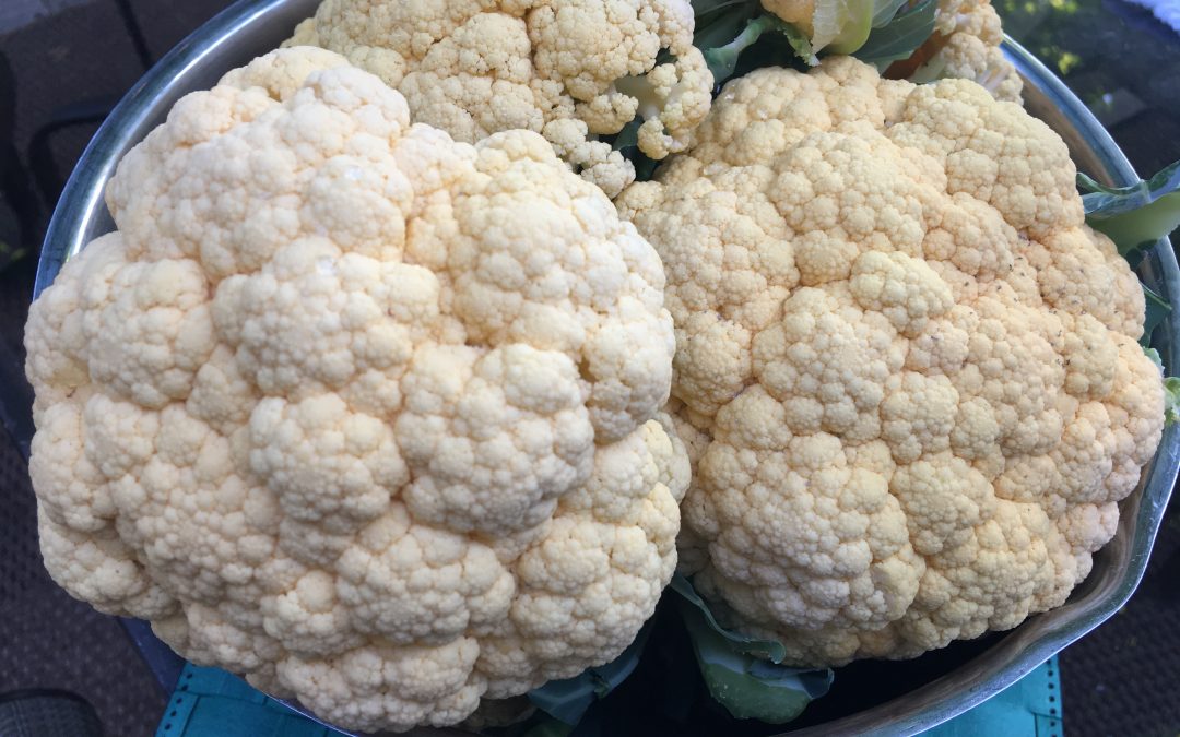 Growing Cauliflowers for Success
