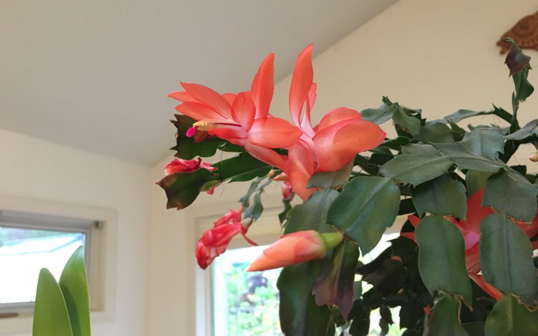 How to grow a Holiday Cactus so it lives 100 Years: Stop Trying