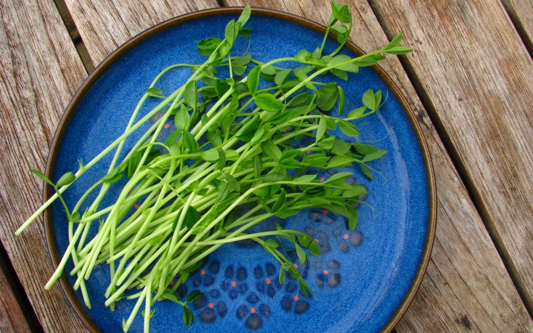 How To Grow Micro-Greens indoors