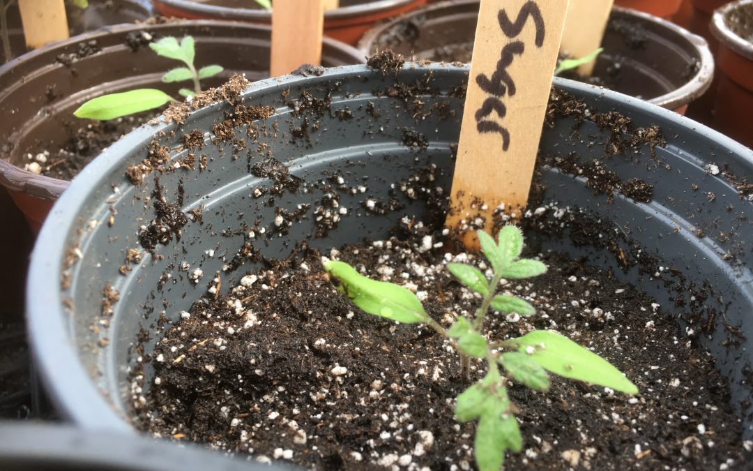 Transplant Tomato Seedlings