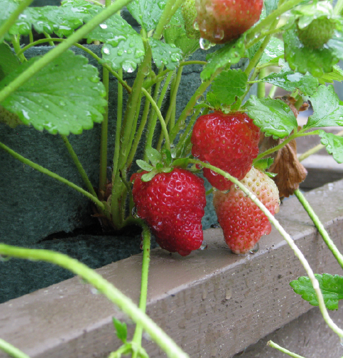 Root Pouch growing strawberries