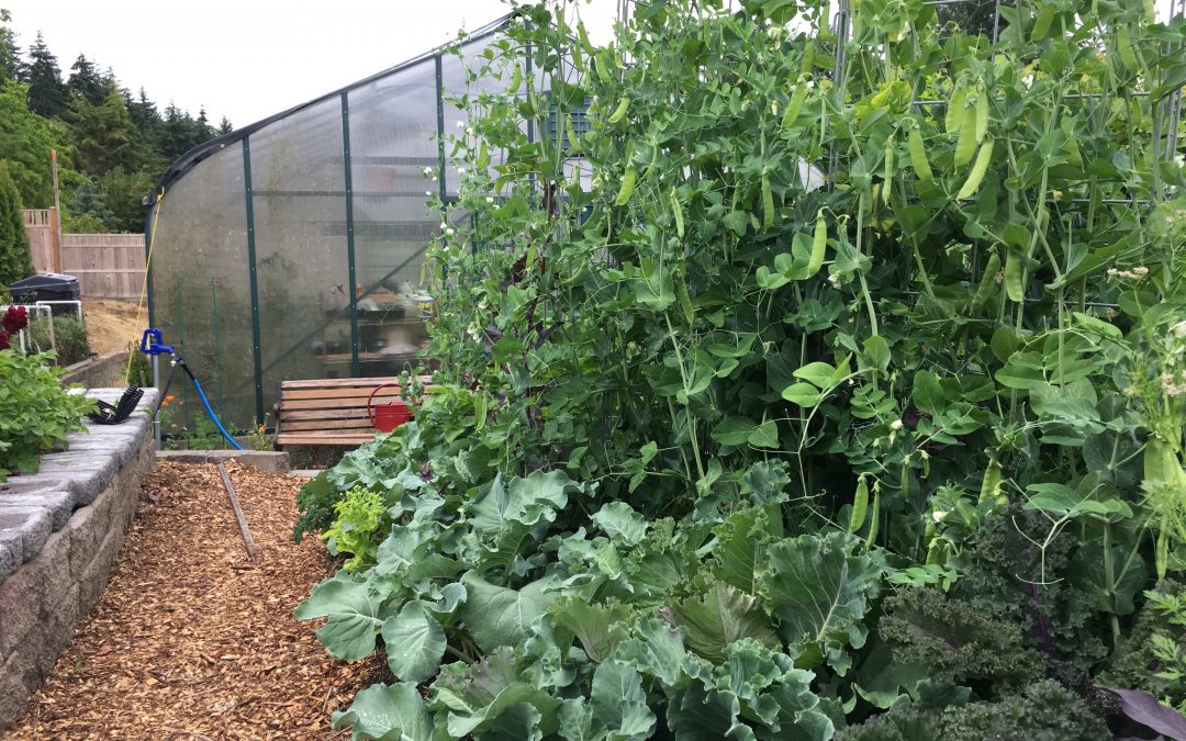 Building a Hugelkultur for Vegetables Outdoors