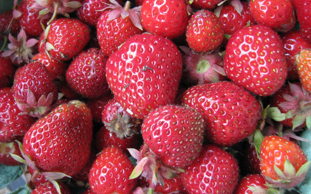 Start Growing Strawberries Now!
