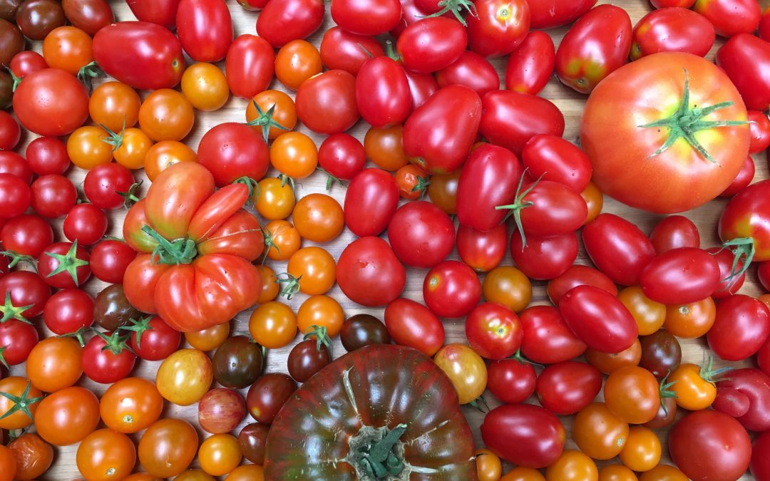 2019 Tomato Trial Results