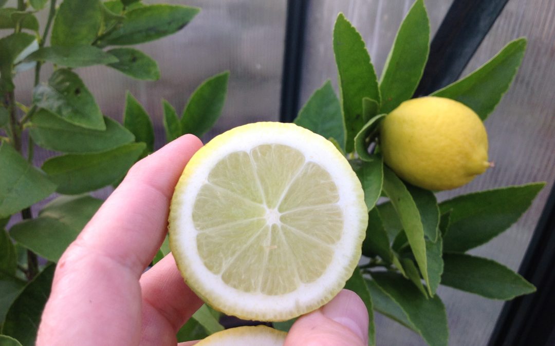 How Do You Get Lemon Trees Through Winter?