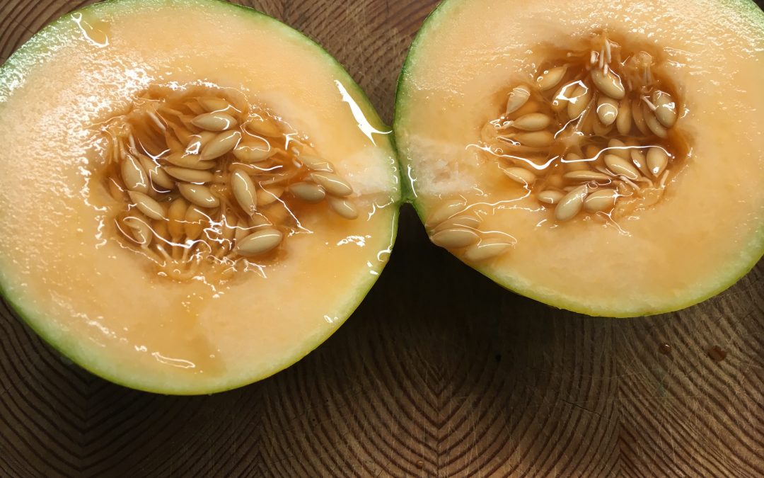 Growing Cantaloupe on the Prairies and West Coast