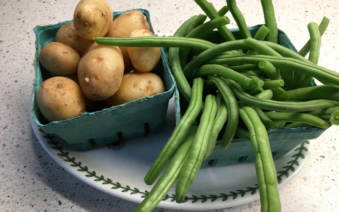 Indoor Crops: Growing Green Beans for Supper!