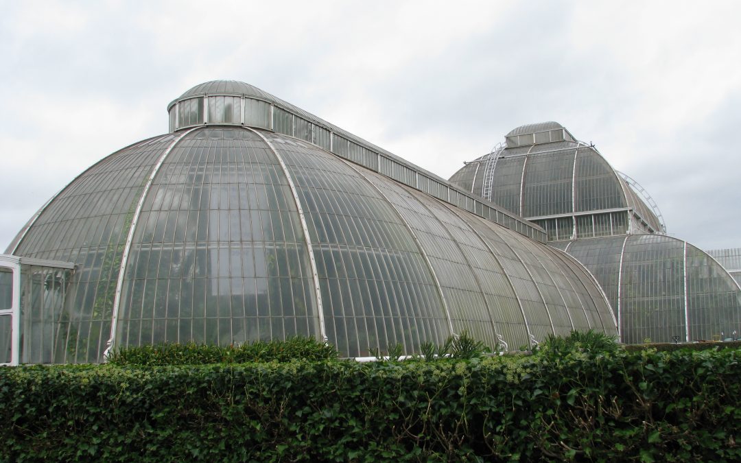Greenhouse Tips and Tricks: Get the best Advice Here