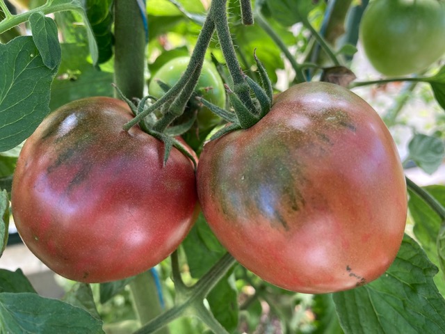 My Favourite Tomato This Year