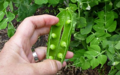 Growing Green  Peas- Early in pots