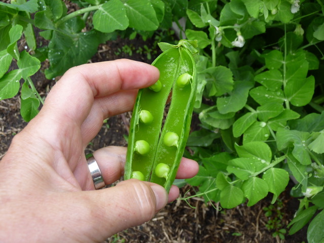 Growing Green  Peas- Early in pots
