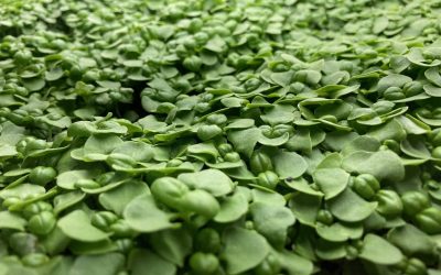 Growing Micro-greens: Tips From the Pros