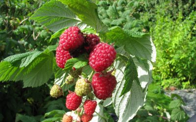 Grow Raspberries in Cold Climates