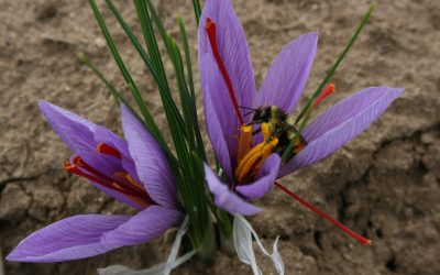 Growing Saffron – In a Cool Canadian Climate!