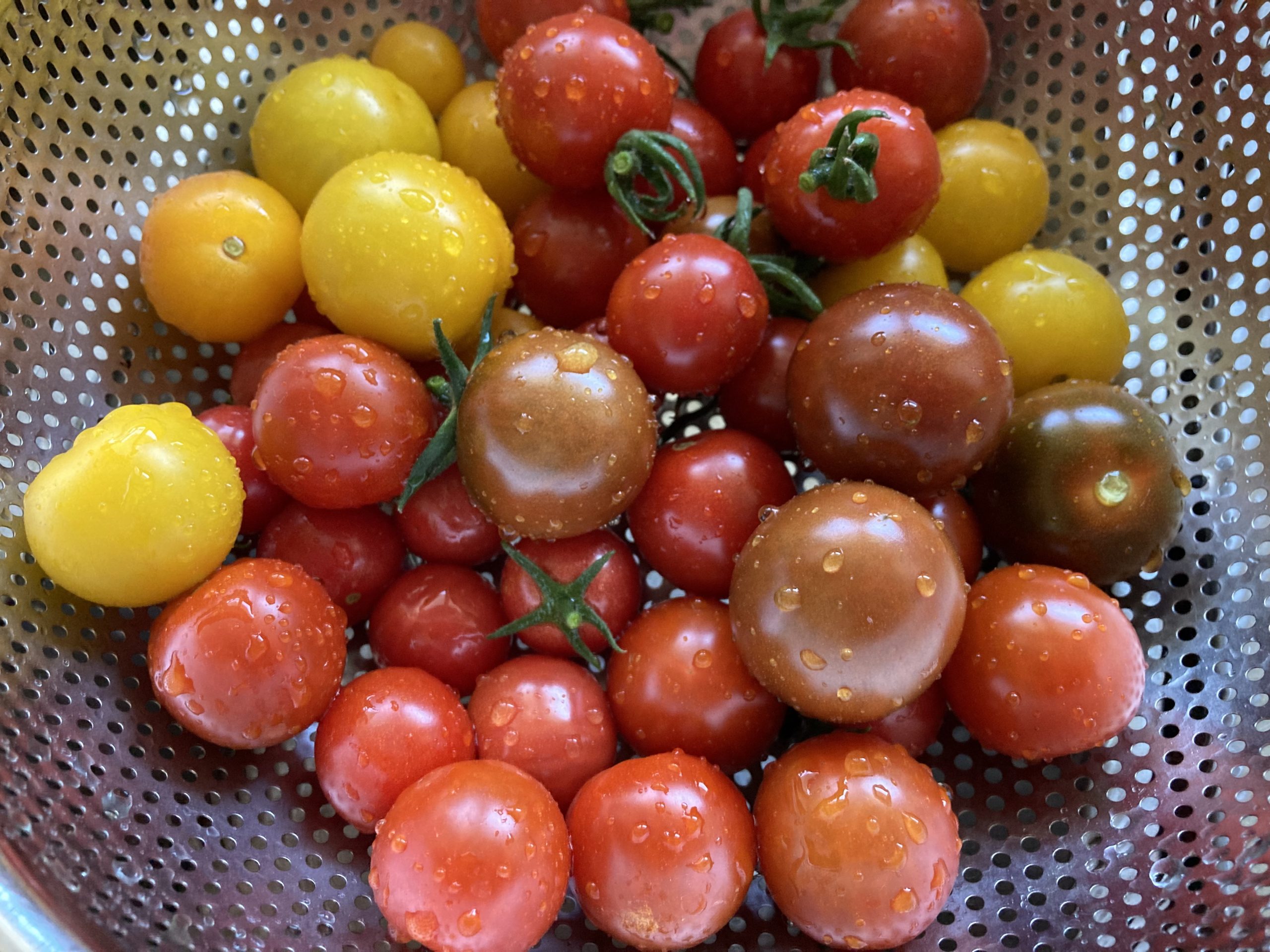 Choose Tomatoes Now For Next Year - Donna Balzer