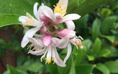 Fertilizer means Caring for Your Plants