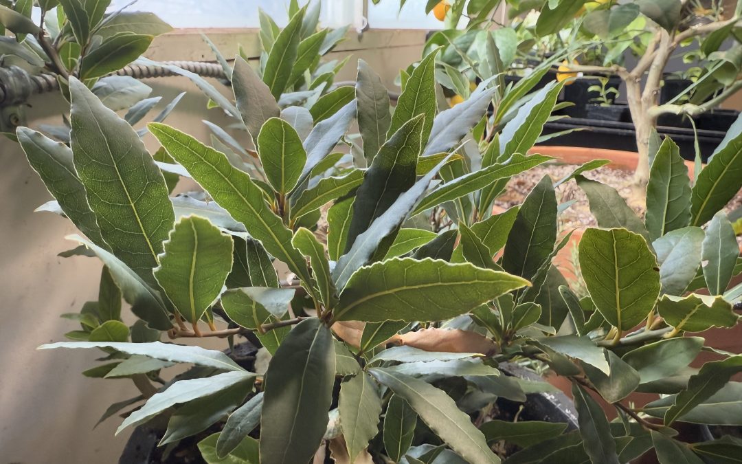 Why Pay Tariffs on Dry Bay Leaves? Fresh leaves are tastier..